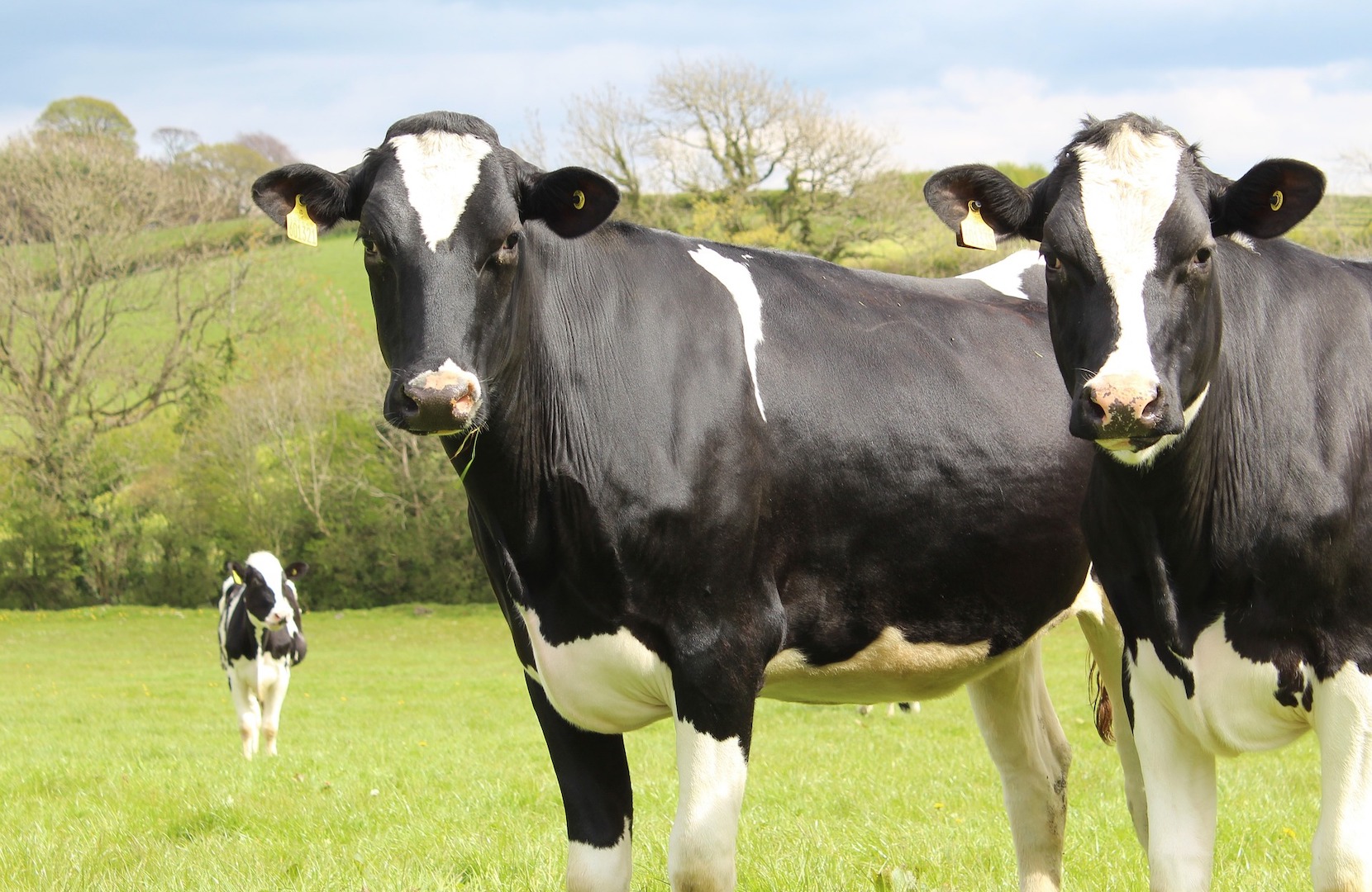 bovine-tb-compensation-reaches-74m-over-five-years-the-welsh